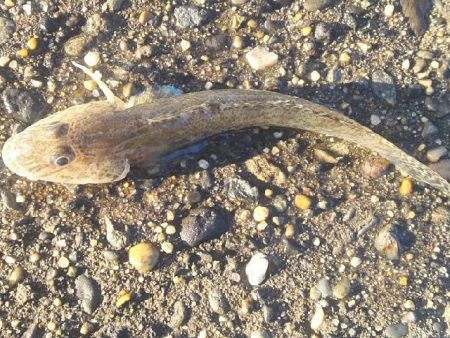 カサゴ、クエ、ハゼなど